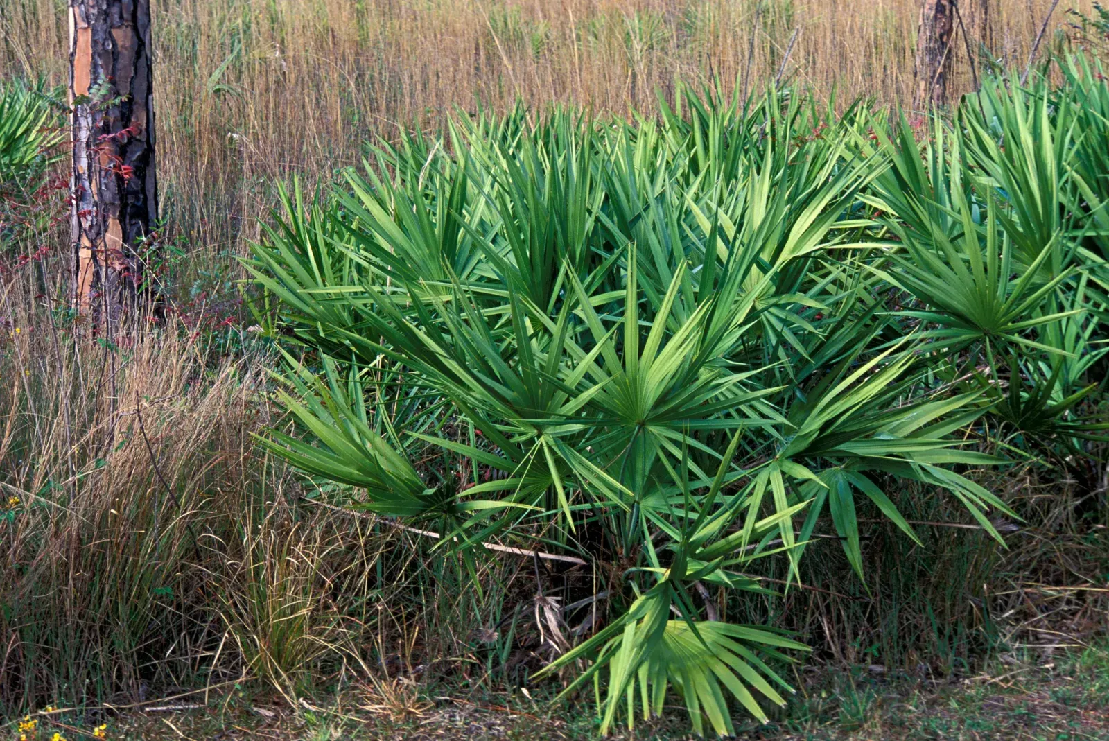 5 فوائد من Saw Palmetto لصحة المرأة