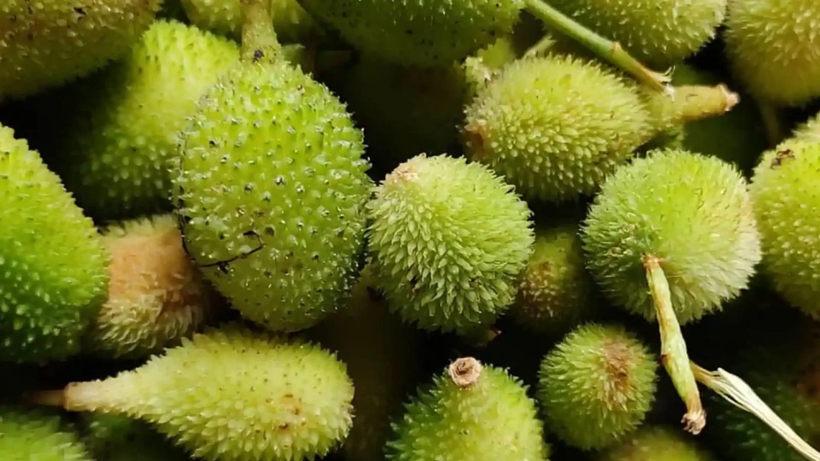 8 فوائد صحية مذهلة لتناول فاكهة الكانتولا