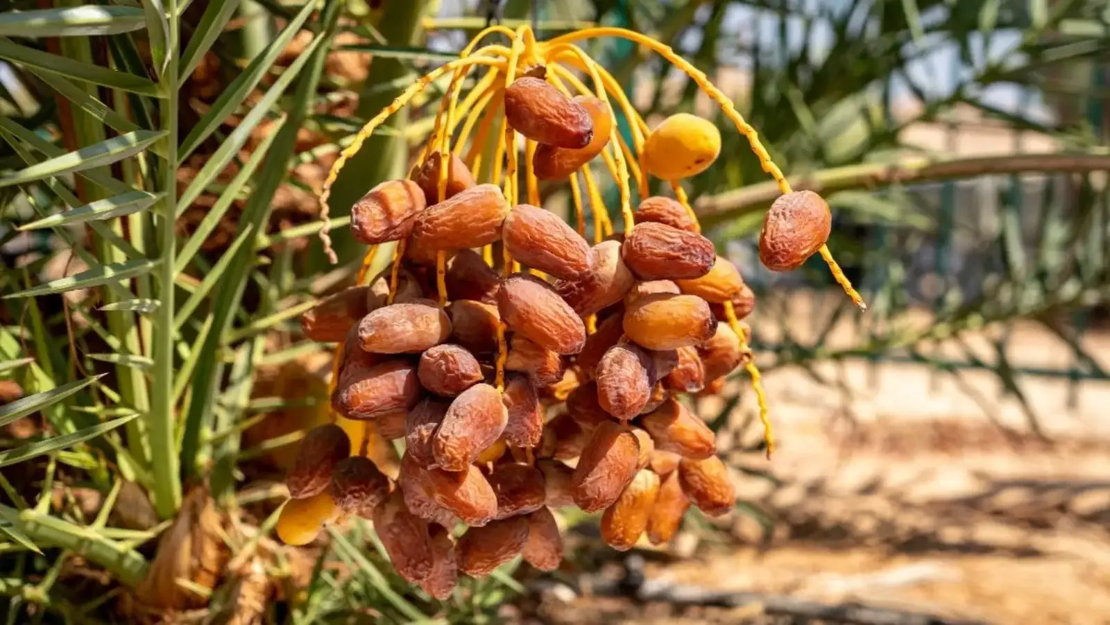 7 فوائد صحية للتمر