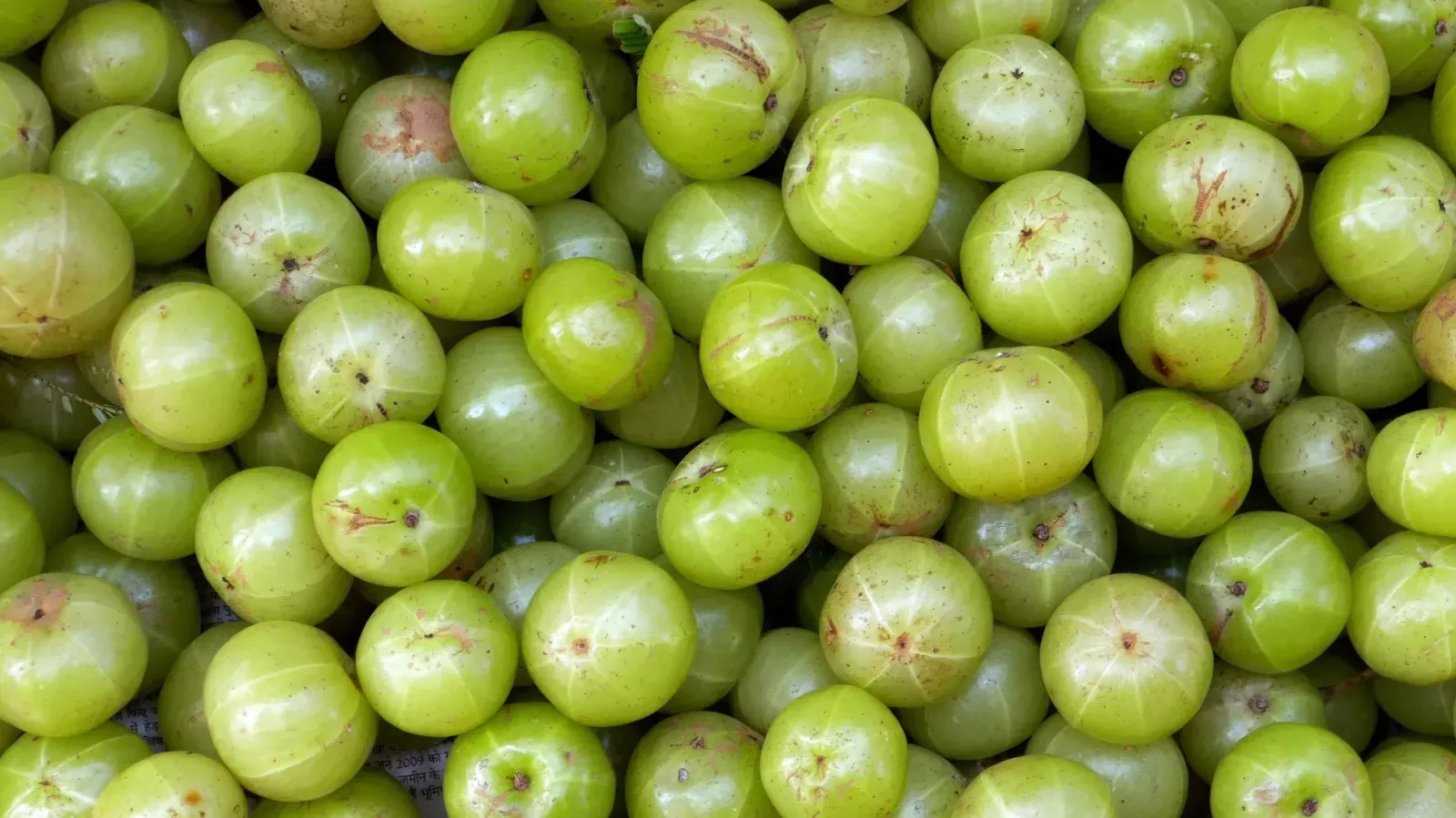 ما هي فوائد ثمار الأملا الصحية؟