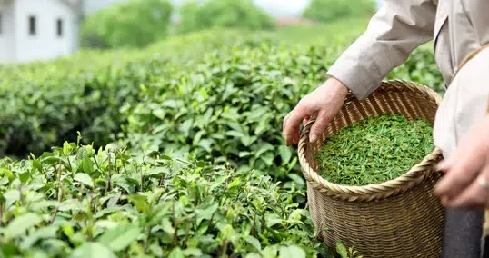 الشاي الأخضر