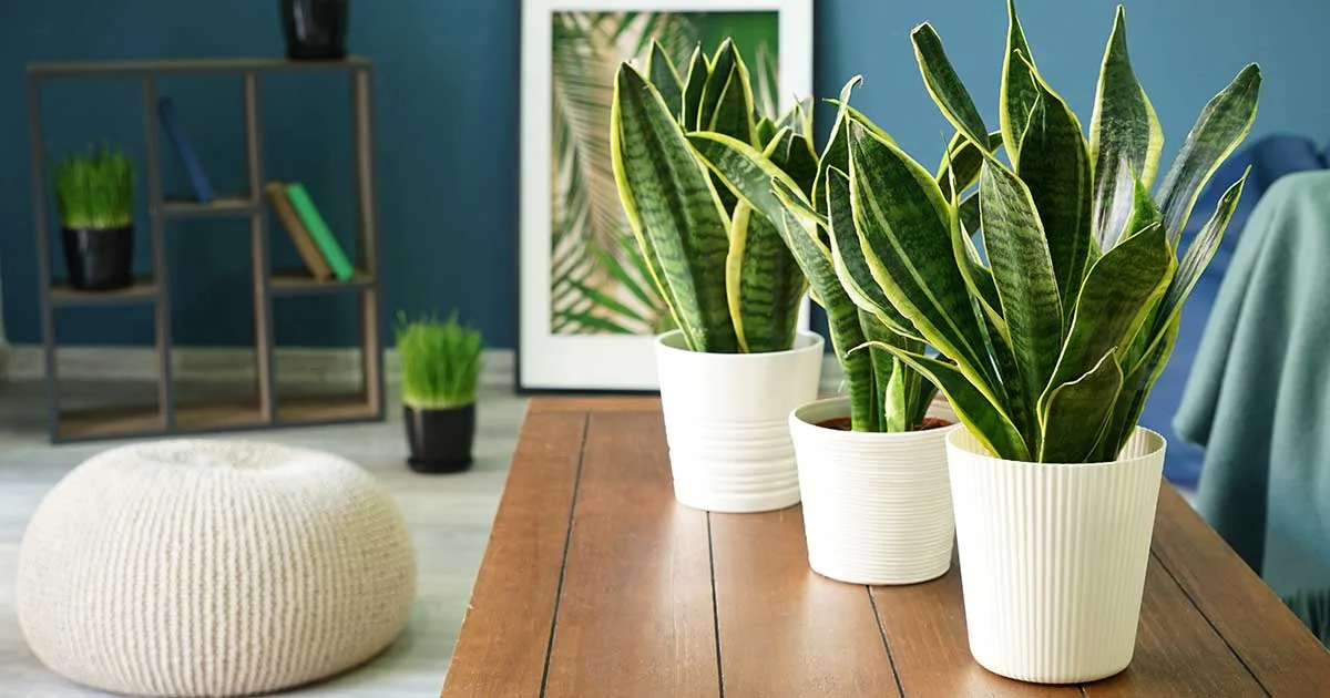 نبتة الحية (Snake Plants): حارس الهواء الصامت