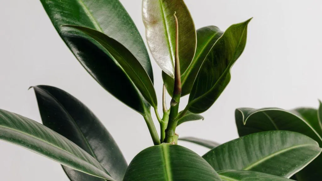 (Ficus): لمسة الأناقة الكلاسيكية