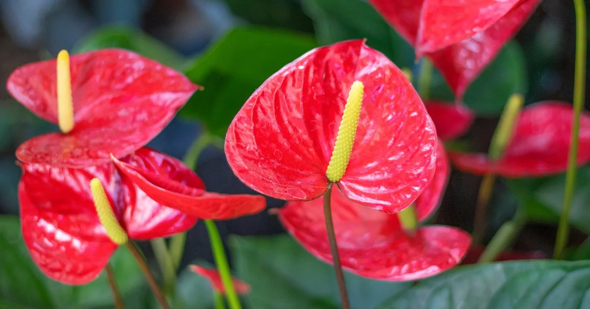نبات الأنثوريوم (Anthurium): إشراقة الزهور المستمرة