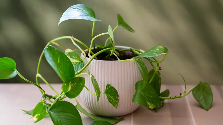 نبتة البوثوس (Pothos): الشلال الأخضر المتدلي