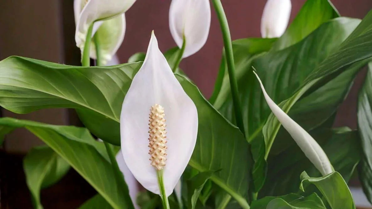 النبتة الليلكة (Lily Plant):