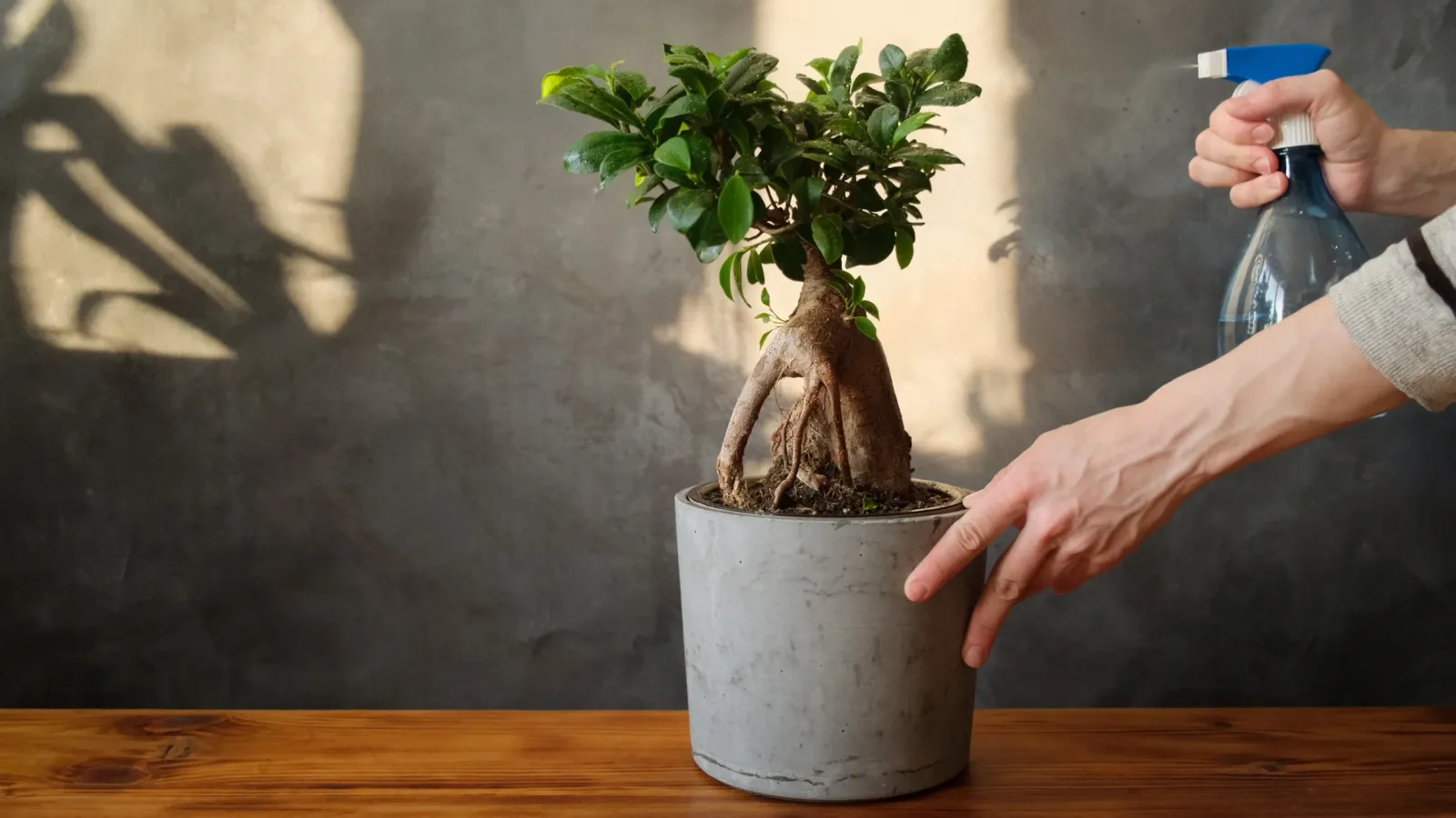 نبتة الجنسنج (Ginseng Plant): سحر الجذور الممتدة