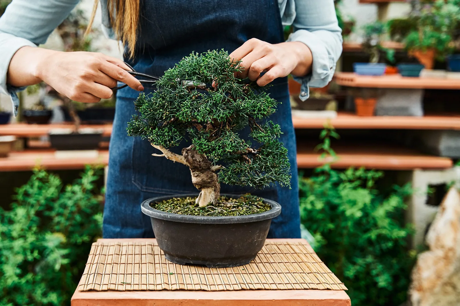 البونساي (Bonsai):