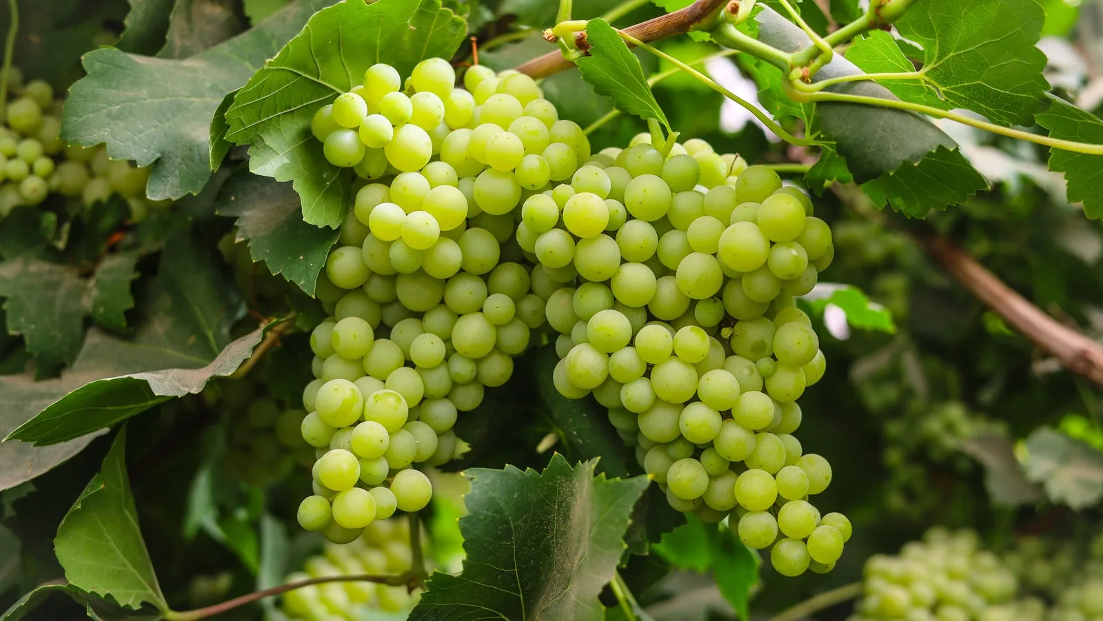 10 فوائد صحية مذهلة للعنب