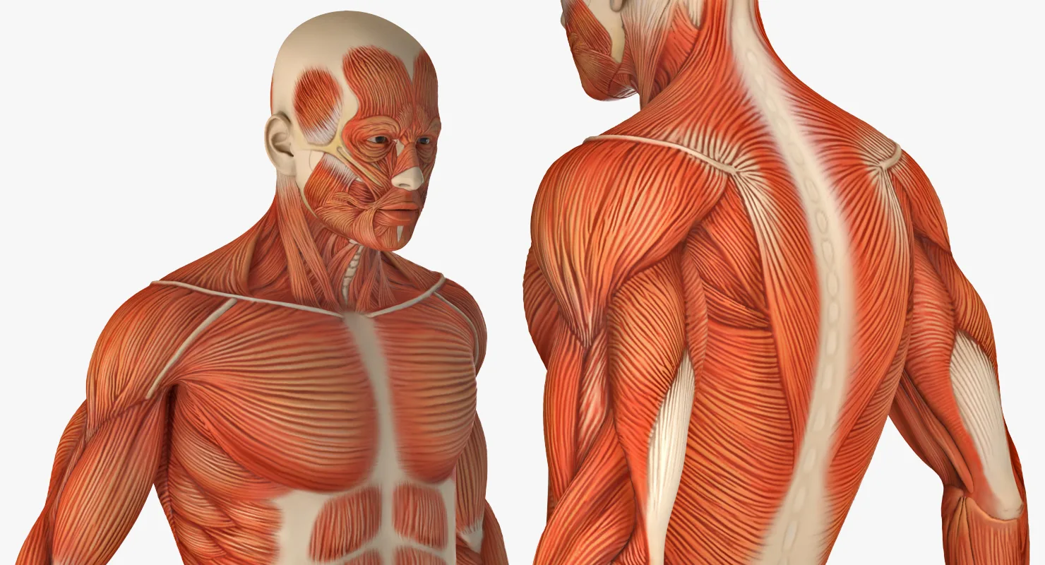أفضل 10 أطعمة لبناء العضلات حسب الأبحاث