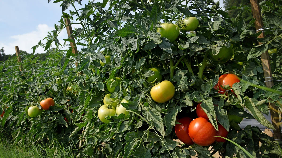 7 فوائد صحية مذهلة للطماطم