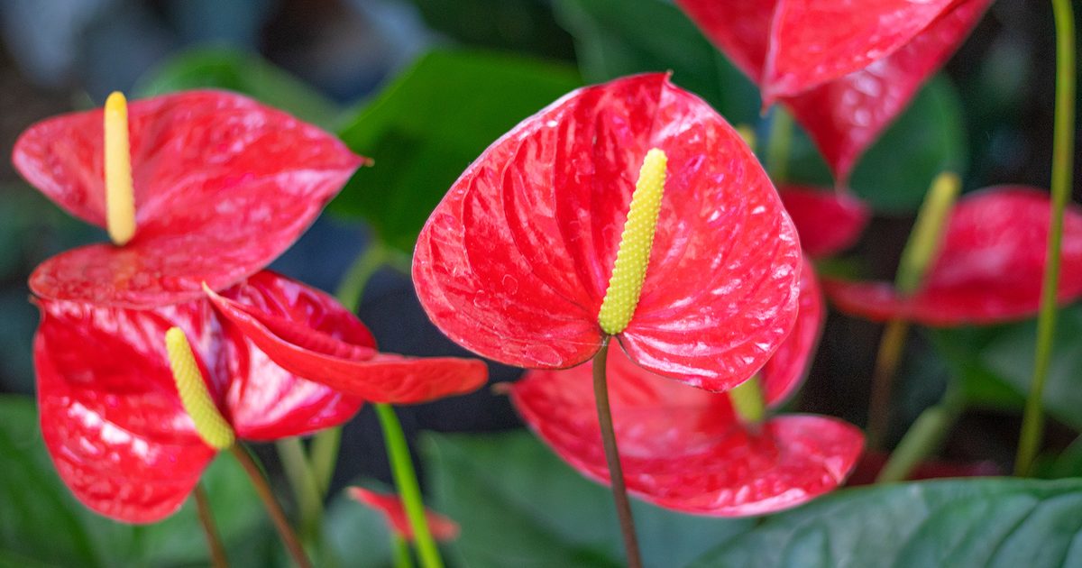 نبات الأنثوريوم (Anthurium): إشراقة الزهور المستمرة