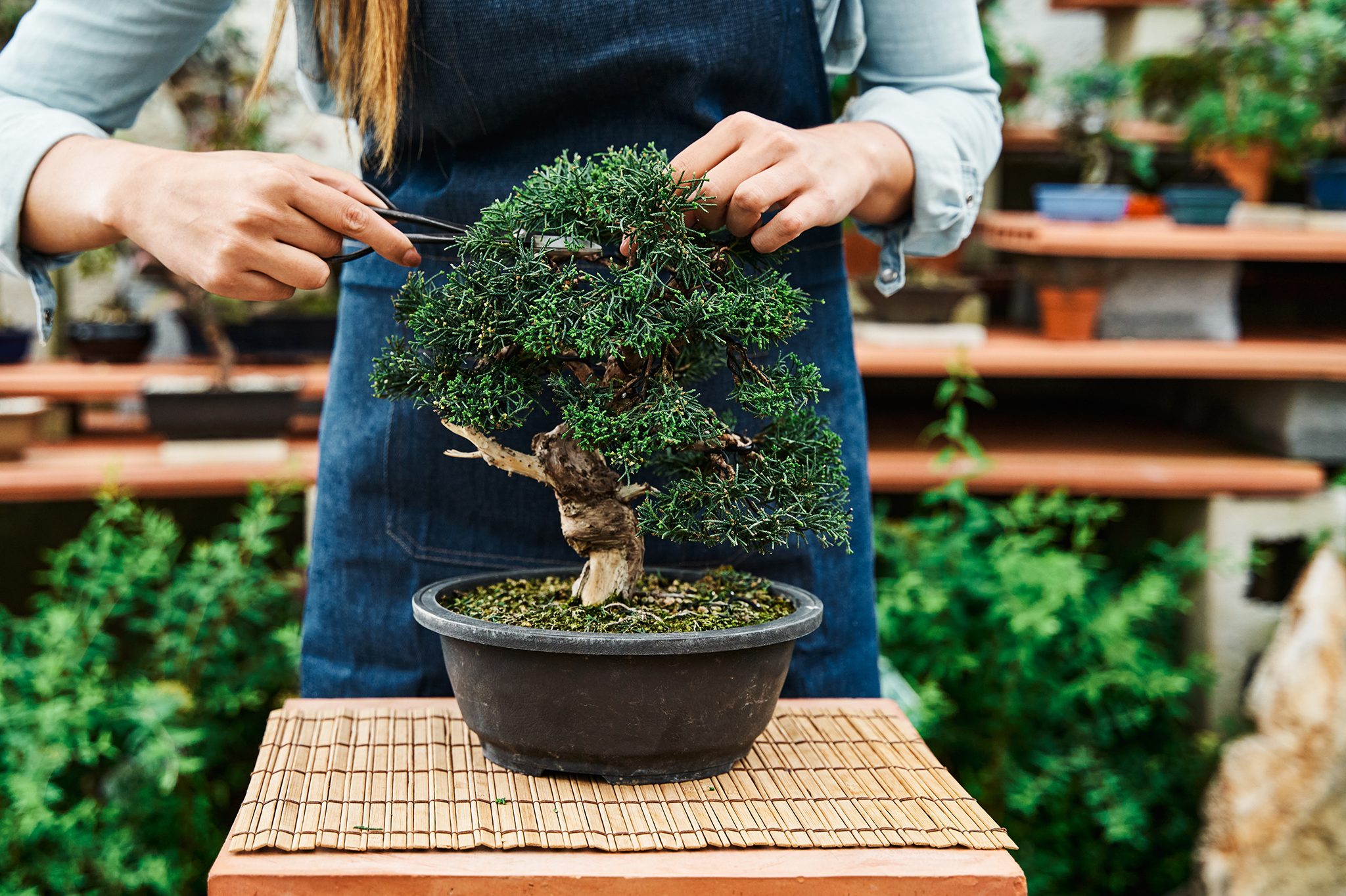 البونساي (Bonsai):