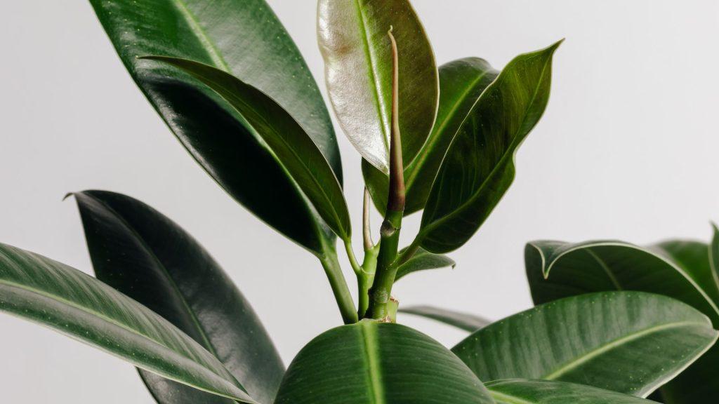 (Ficus): لمسة الأناقة الكلاسيكية