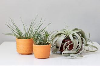 النباتات الطائرة (Air Plants): متمردة بلا تربة