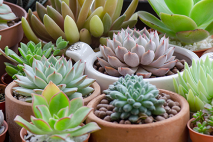النباتات الصبارية (Succulents):