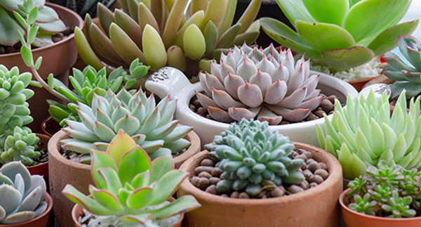 النباتات الصبارية (Succulents):