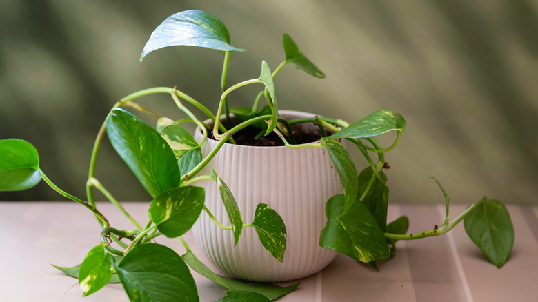نبتة البوثوس (Pothos): الشلال الأخضر المتدلي