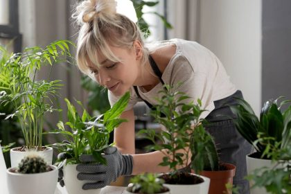 أفضل 10 نباتات داخلية في المنزل