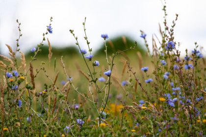 ما هي فوائد نبتة الشيكوريا واستخداماتها