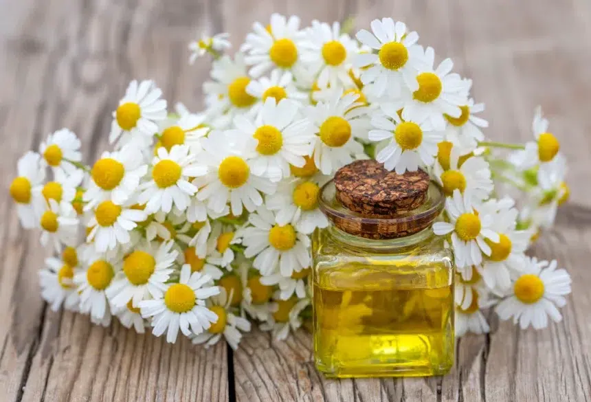زيت البابونج لتبييض المنطقة الحساسة